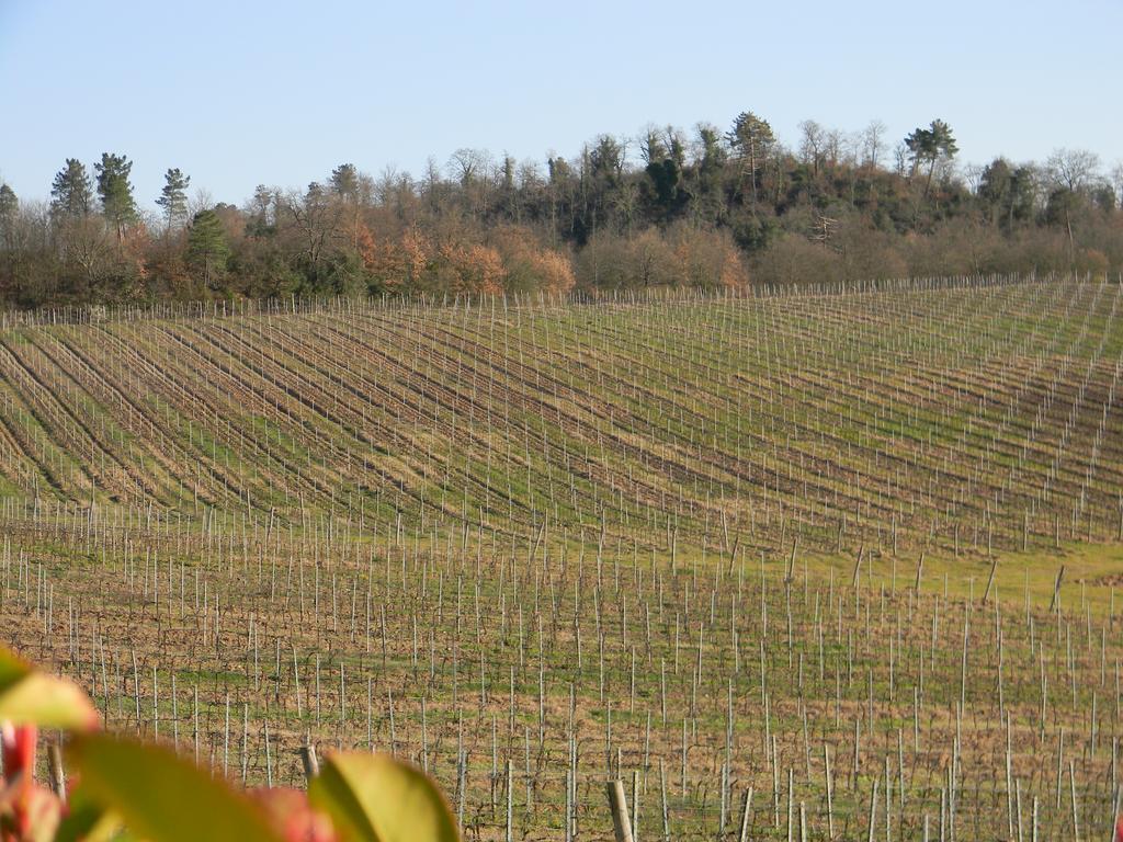 Agriturismo Podere La Selva Serre Di Rapolano Exterior photo
